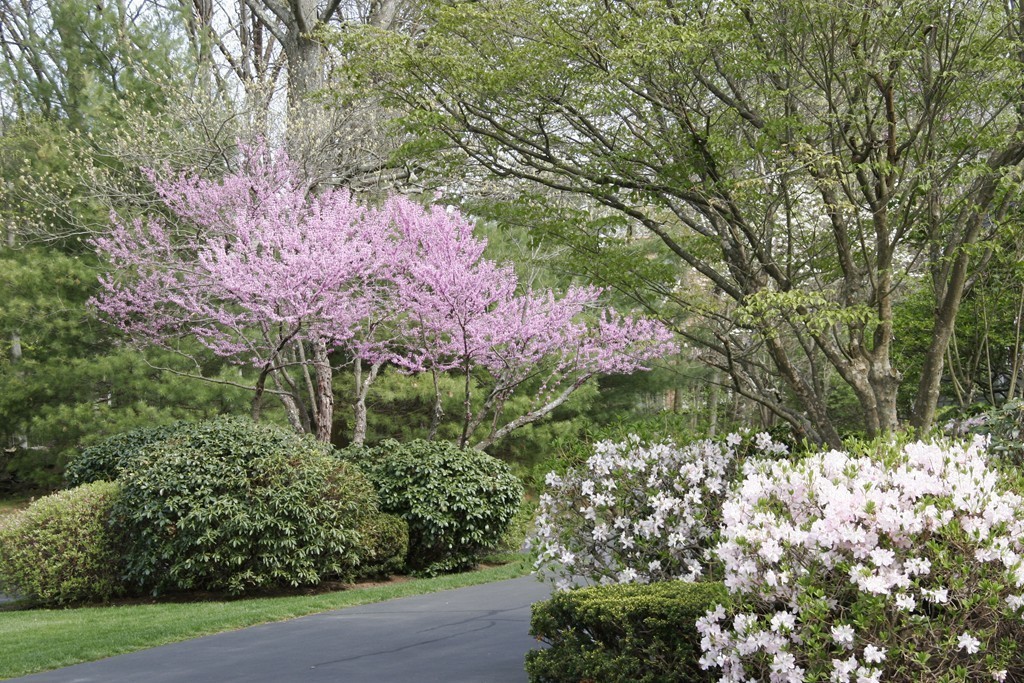 111 Barretts Mill Road Concord, MA 01742 - Photo 4 of 29 a view of a garden with a tree