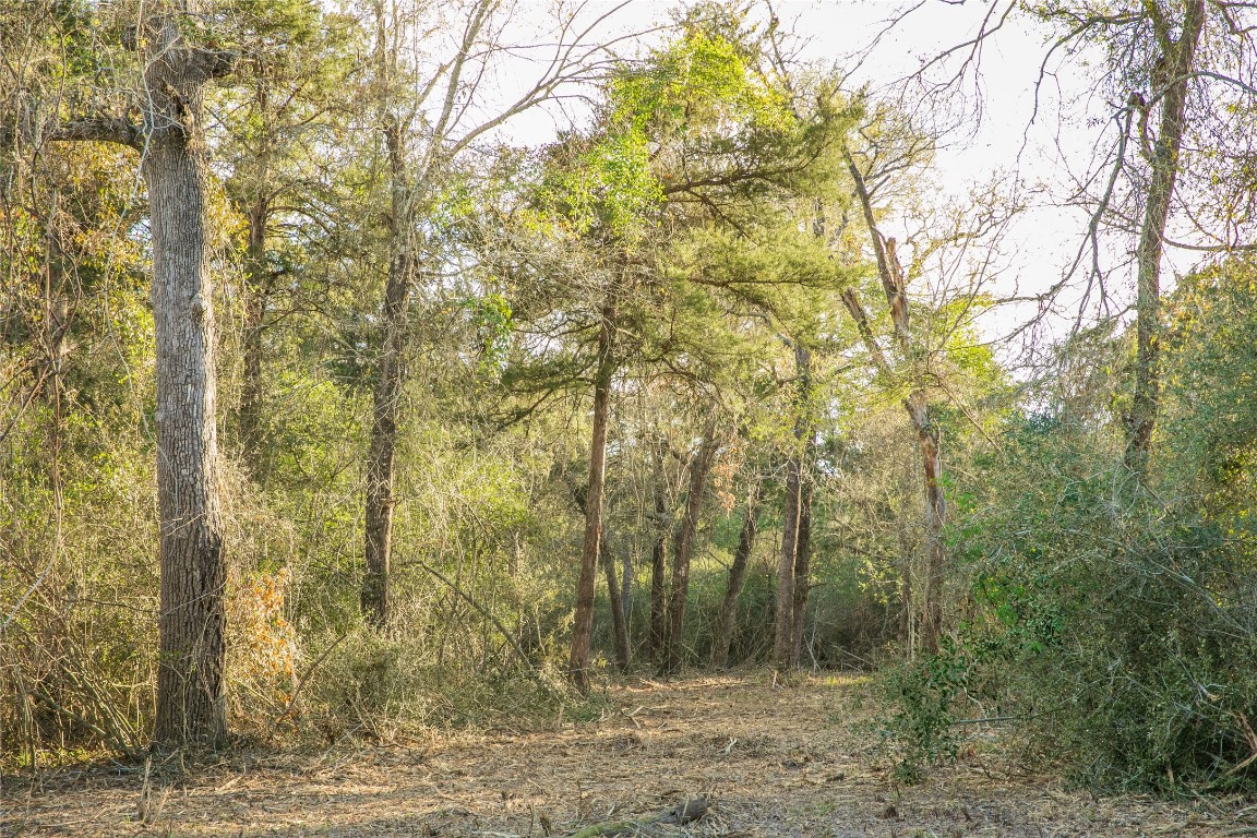 Tbd Schoenau Road Brenham, TX 77833 - Photo 3 of 7