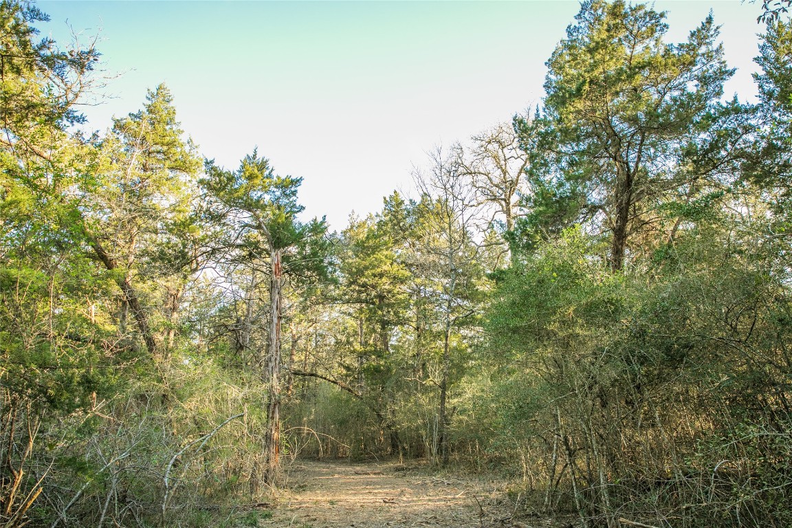 Tbd Schoenau Road Brenham, TX 77833 - Photo 5 of 7