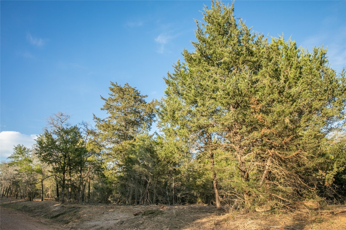 Tbd Schoenau Road Brenham, TX 77833 - Photo 7 of 7