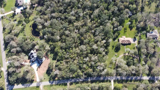 a view of a forest with a tree