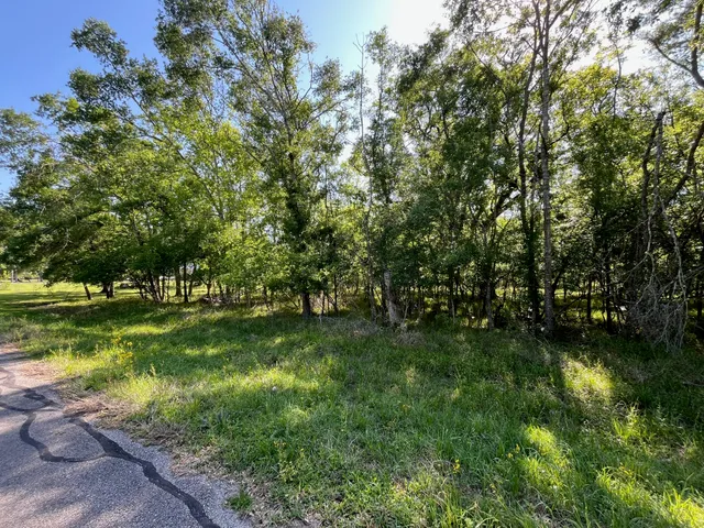 a view of a lush green forest
