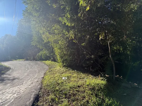 a yellow plant in middle of garden