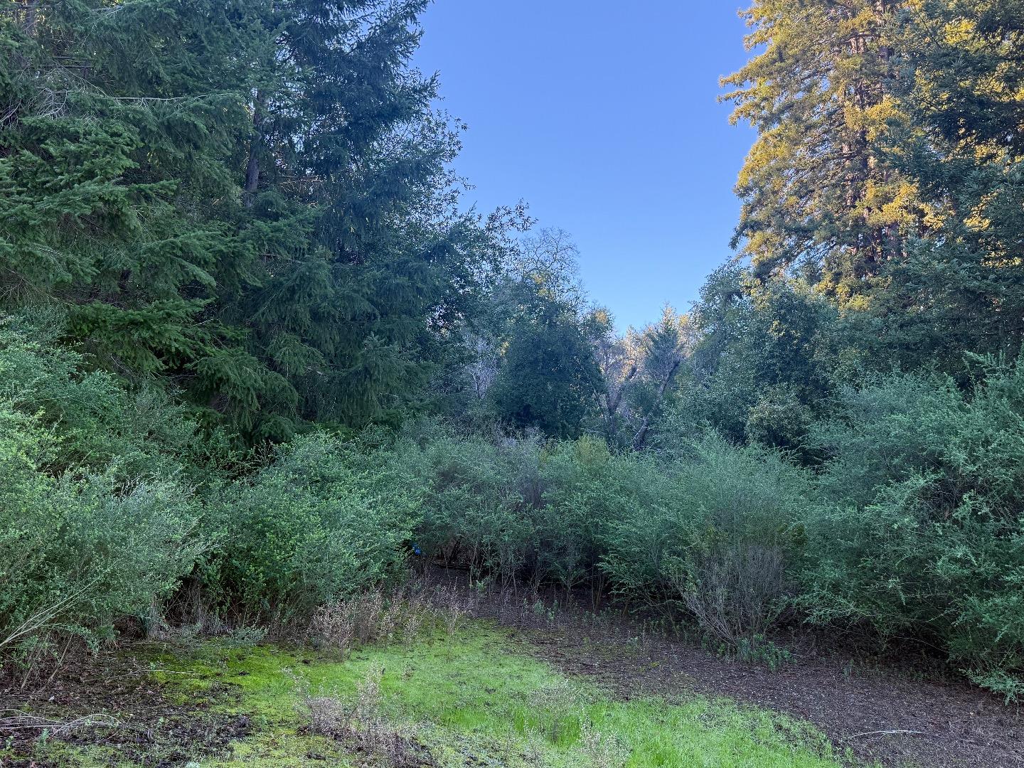 20525 Iron Springs Road Los Gatos, CA 95033 - Photo 3 of 3 a view of a forest with a tree