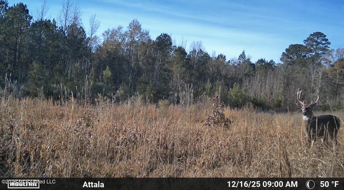 4102 Co Road Sallis, MS 39160 - Photo 28 of 35 5