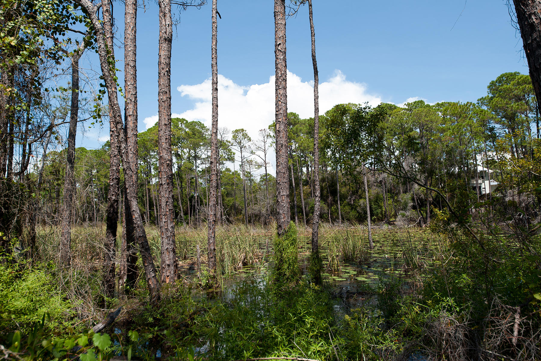 Lot 57 Matt's Way Santa Rosa Beach, FL 32459 - Photo 2 of 13 _TDW0938