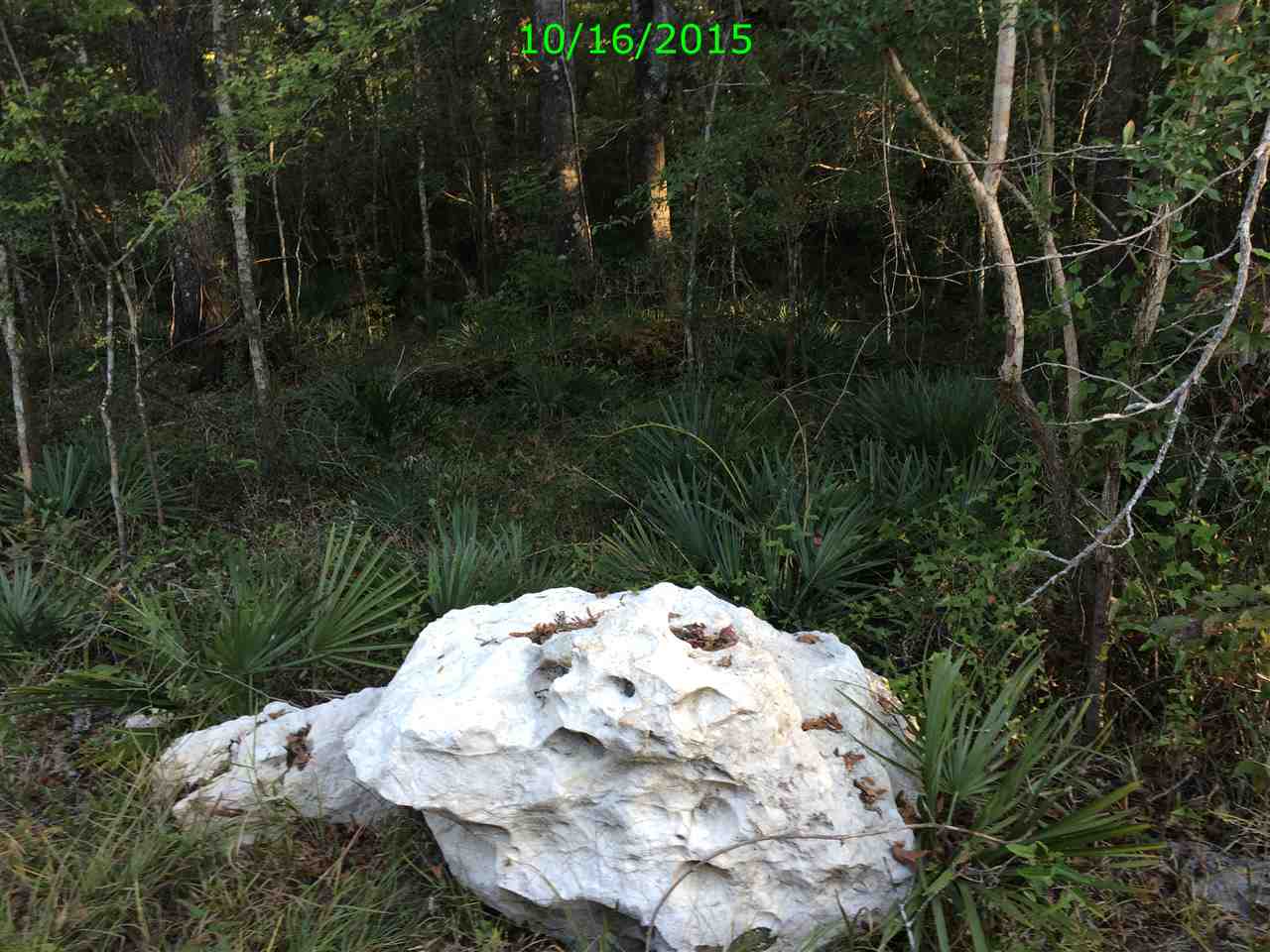 Xxx Staten Road Crawfordville, FL 32327 - Photo 1 of 2