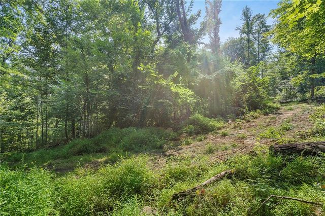 a view of a yard with a plant