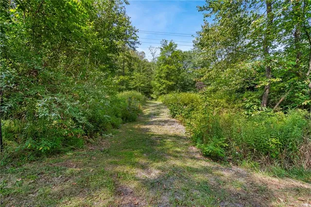 a view of a lush green forest with large trees