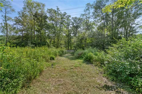 a view of a lush green forest