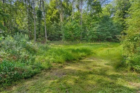 a view of a lush green forest