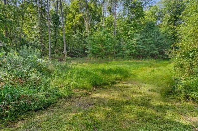 a view of a lush green forest