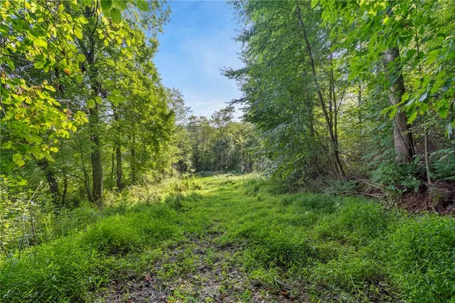 a view of a yard with lots of trees