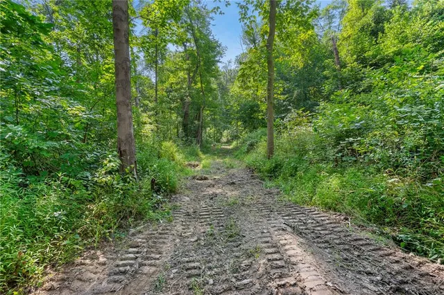a view of a lush green forest