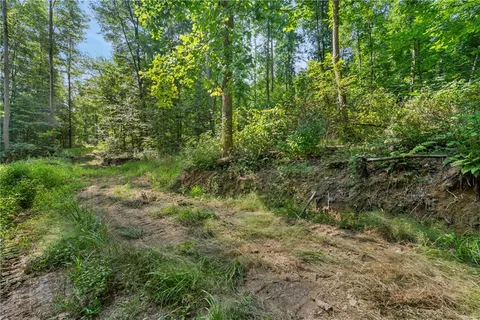 a view of a lush green forest