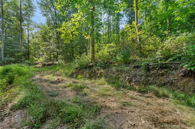 a view of a lush green forest