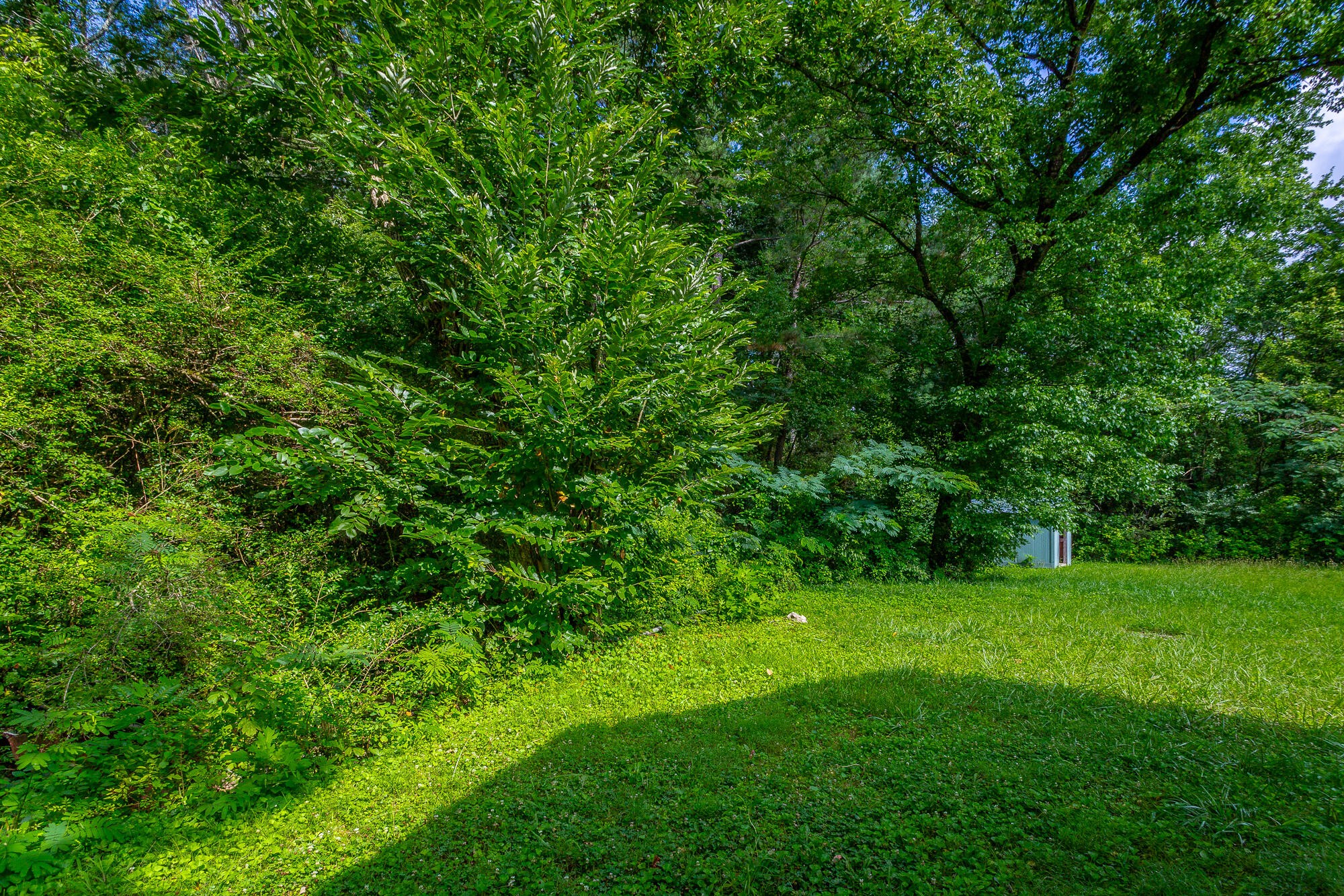 5401 Champion Road Chattanooga, TN 37416 - Photo 48 of 56 a view of a lush green space