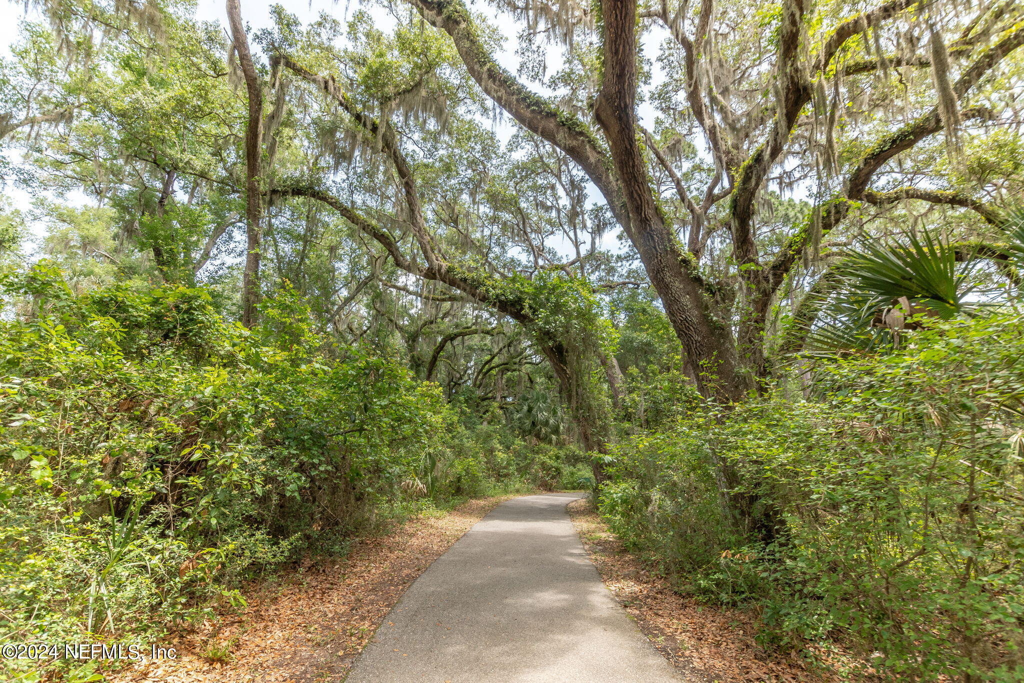 281 Trillo Street St. Augustine, FL 32086 - Photo 41 of 41 a view of a yard with plants and a large tree