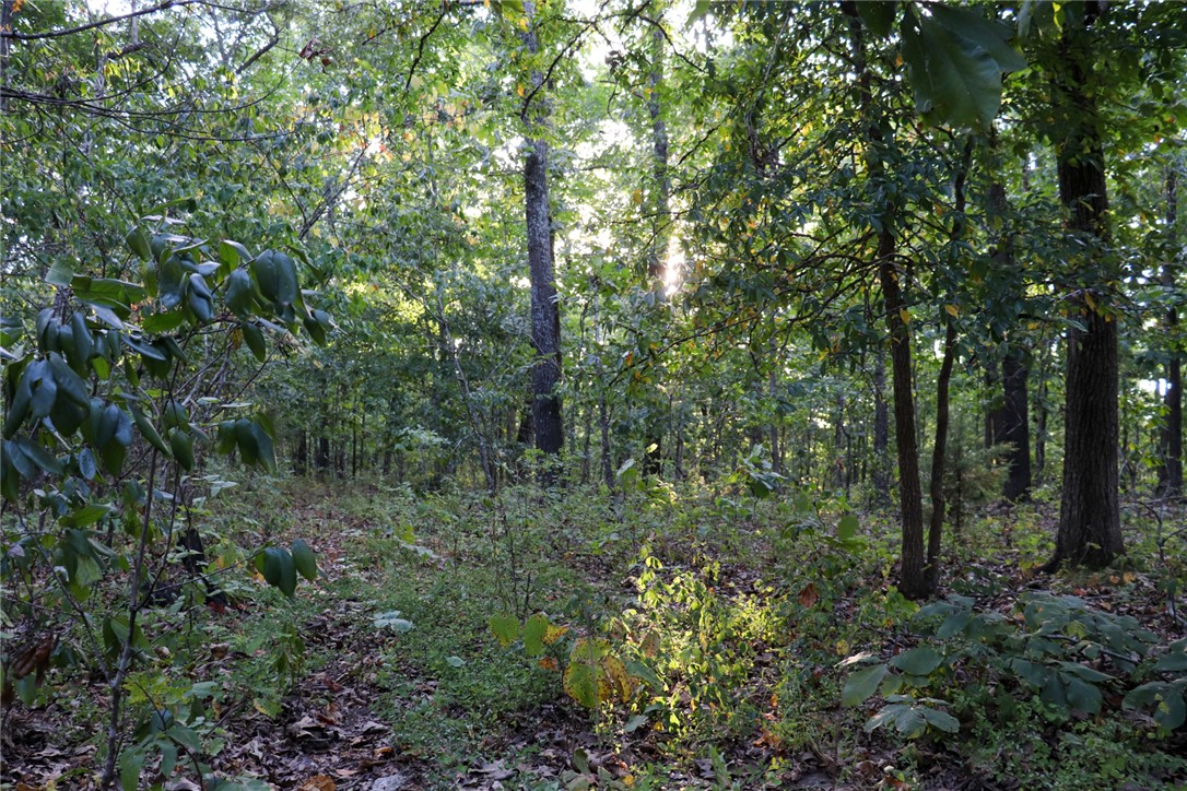 922 Baker Cemetery Road Williford, AR 72482 - Photo 21 of 50 Gallery Image 21