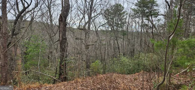 a view of a yard with large trees