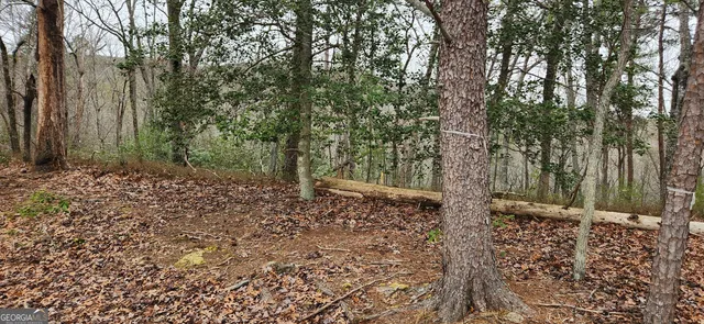 a view of a yard with a tree