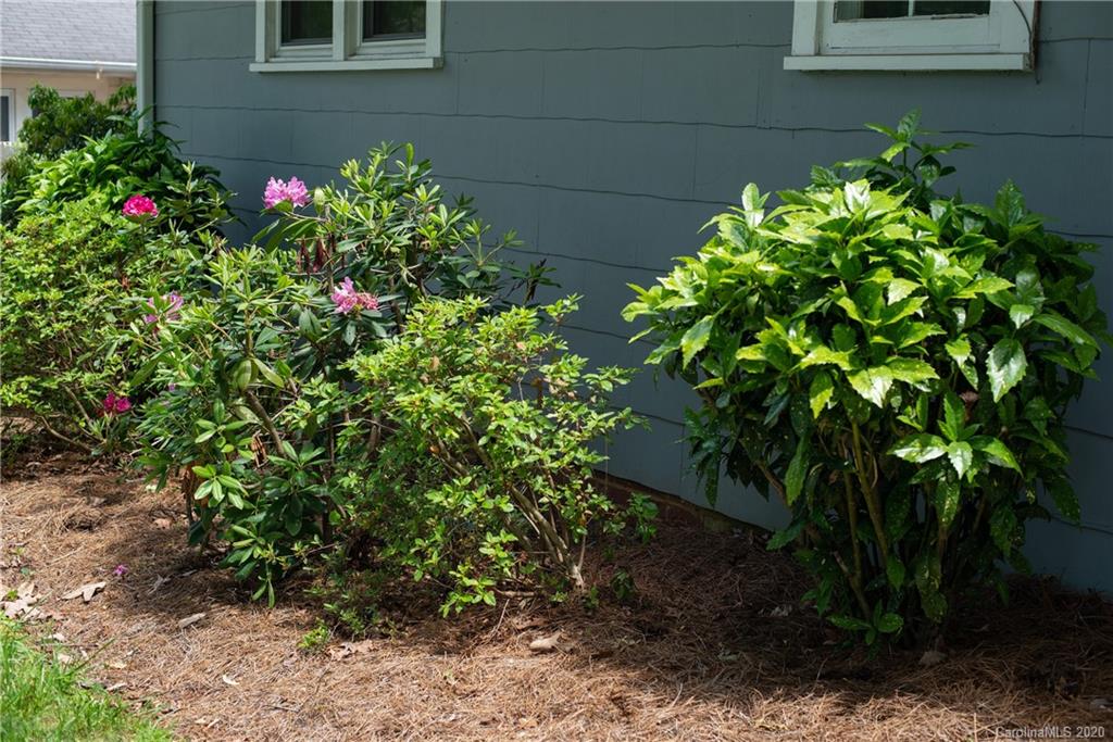 173 Callahan Street Rutherfordton, NC 28139 - Photo 6 of 25 a flower plants in front of a house
