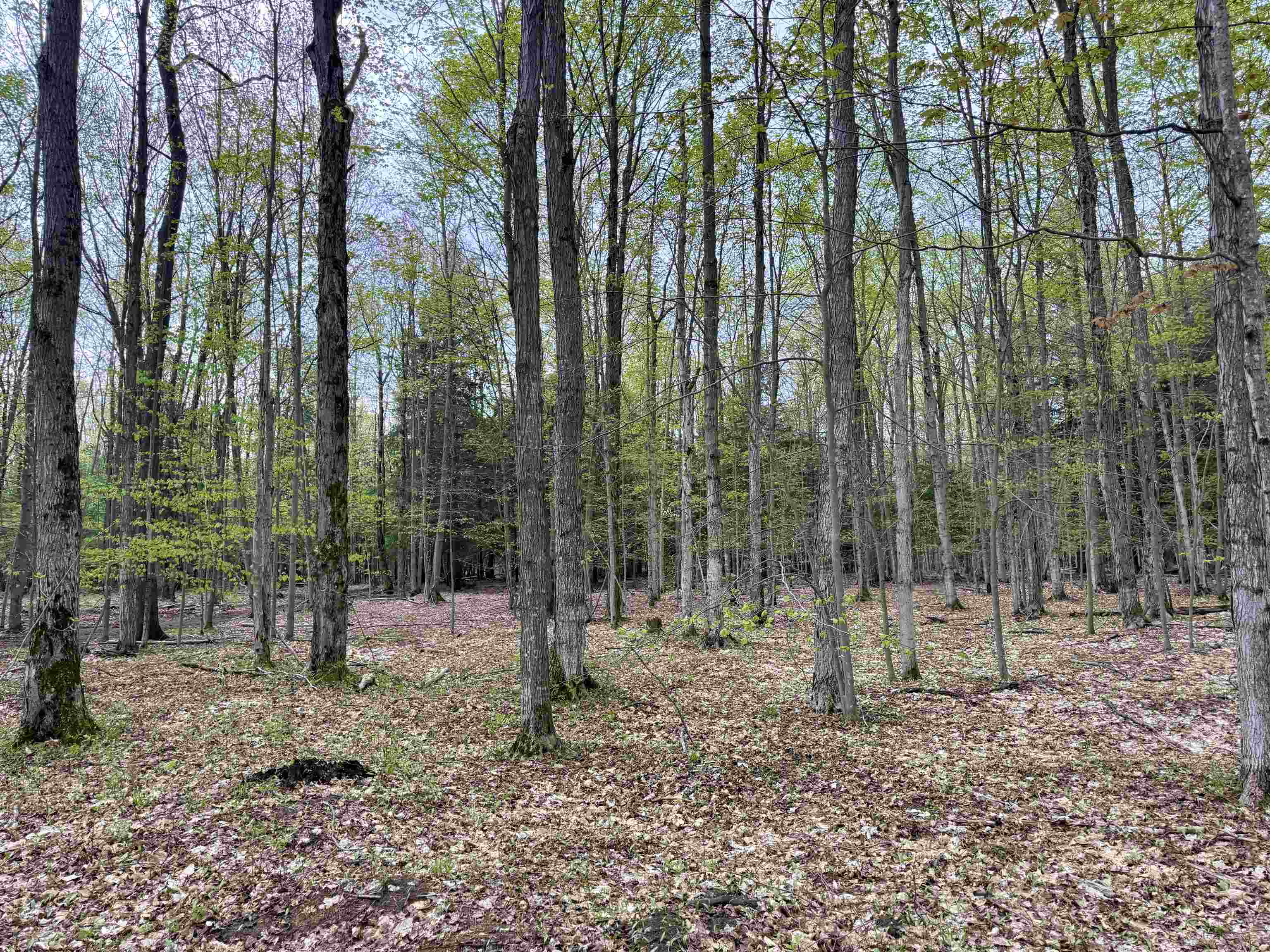 6639 Fall Road Grawn, MI 49637 - Photo 12 of 24