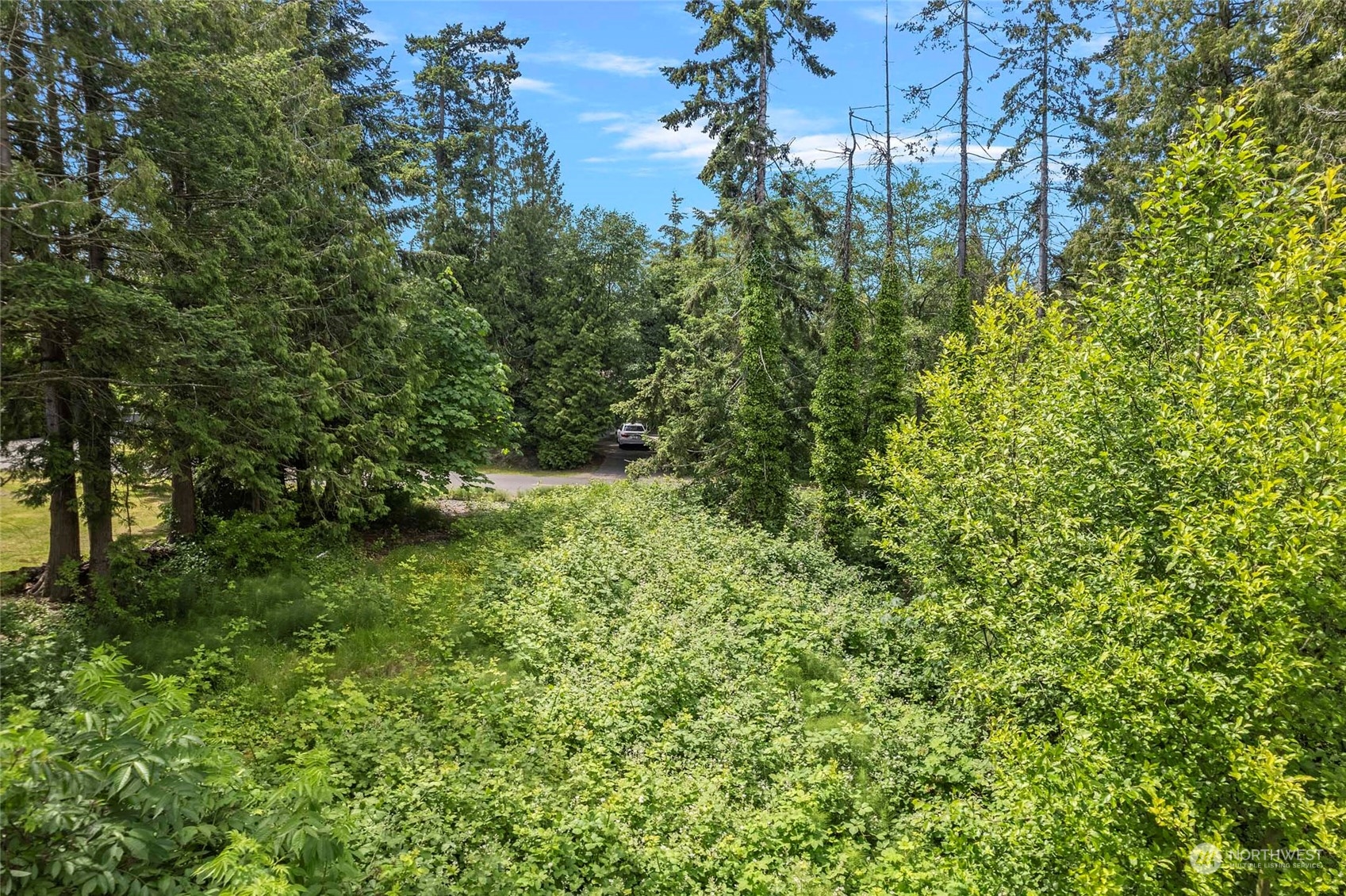 8142 Comox Loop Blaine, WA 98230 - Photo 3 of 17 a view of a forest with a tree