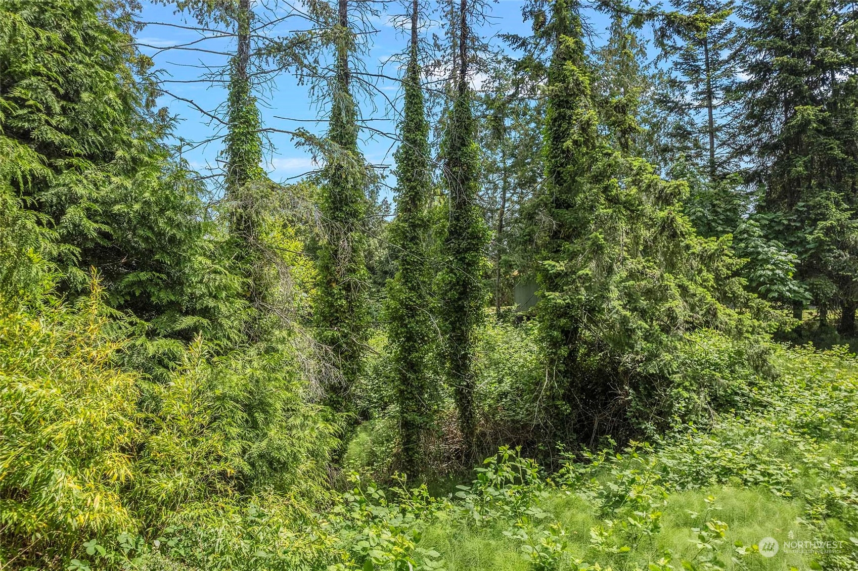 8142 Comox Loop Blaine, WA 98230 - Photo 4 of 17 a view of a forest with a tree