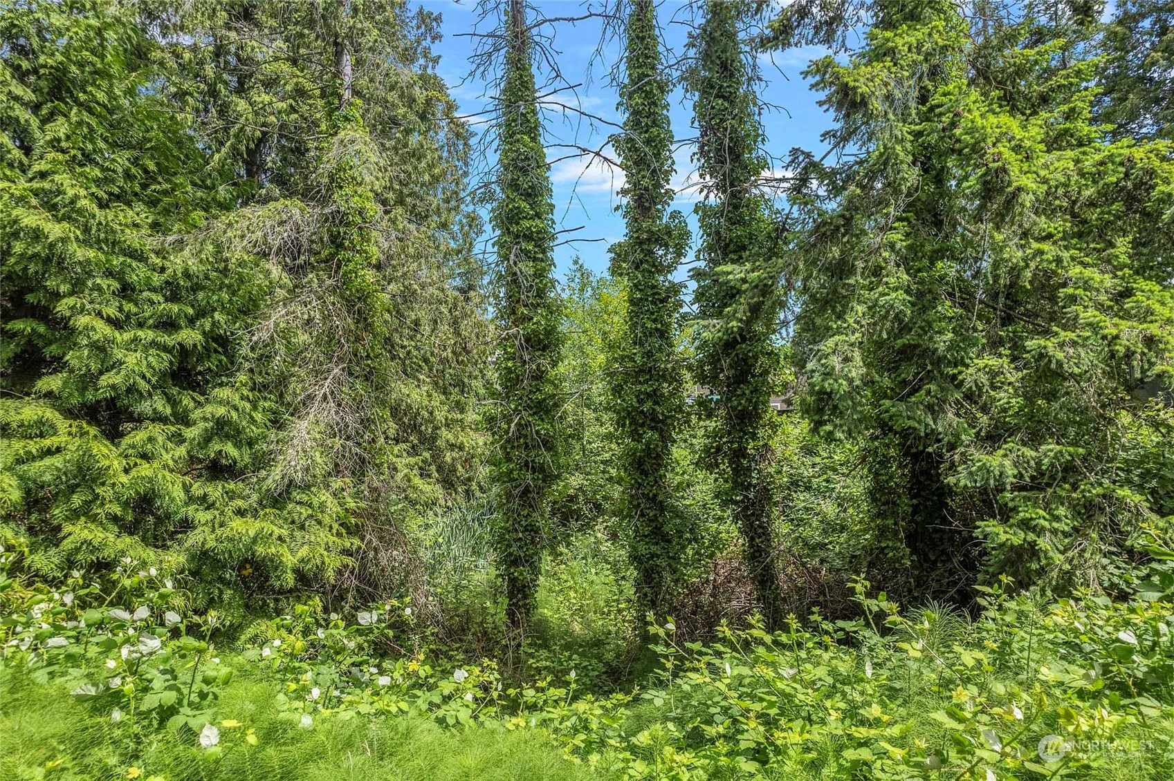 8142 Comox Loop Blaine, WA 98230 - Photo 5 of 17 a view of a lush green forest