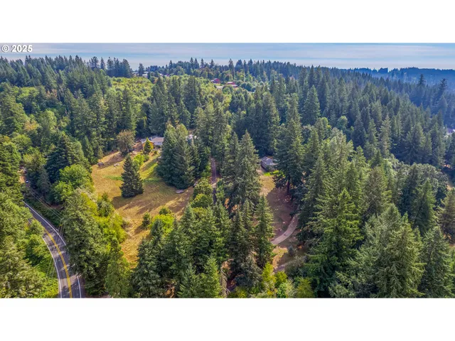 a black and white photo of a forest