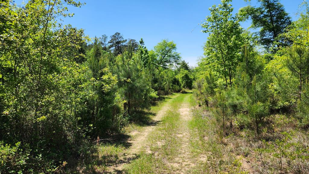 65-acres County Line Road Dothan, AL 36305 - Photo 11 of 37