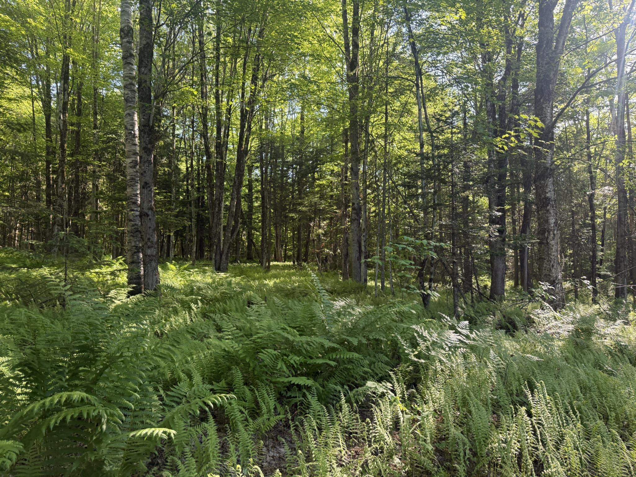 0 Roaring Brook Road Barton, VT 05822 - Photo 16 of 18