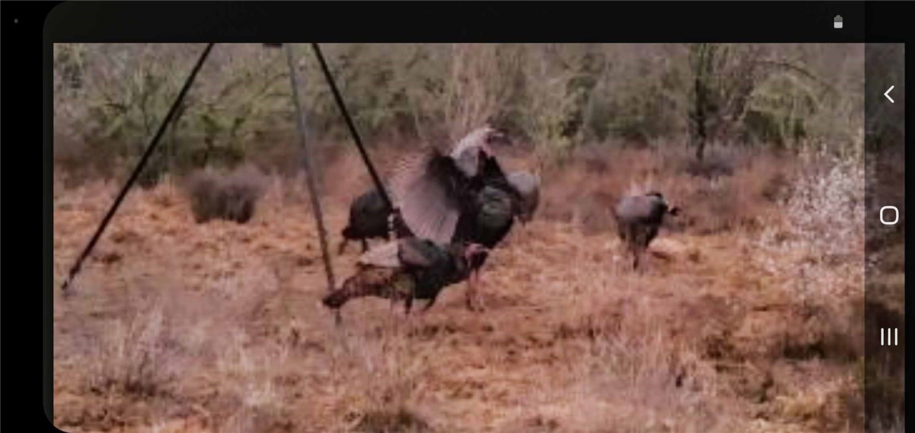 449 Double Eagle Road George West, TX 78022 - Photo 4 of 15 a view of a forest