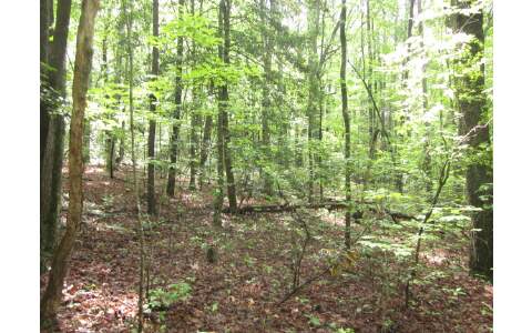 Lot 5 Liberty Church Road Ellijay, GA 30536 - Photo 1 of 1 a view of a yard with plants and wooden fence