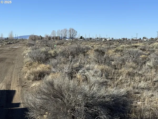 a view of a dry yard with trees