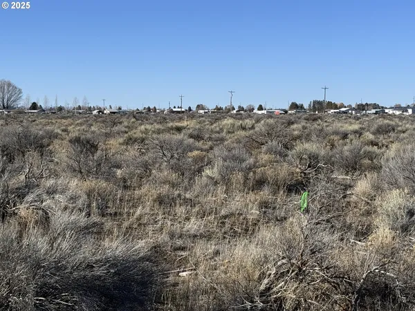 a view of a dry space with trees all around