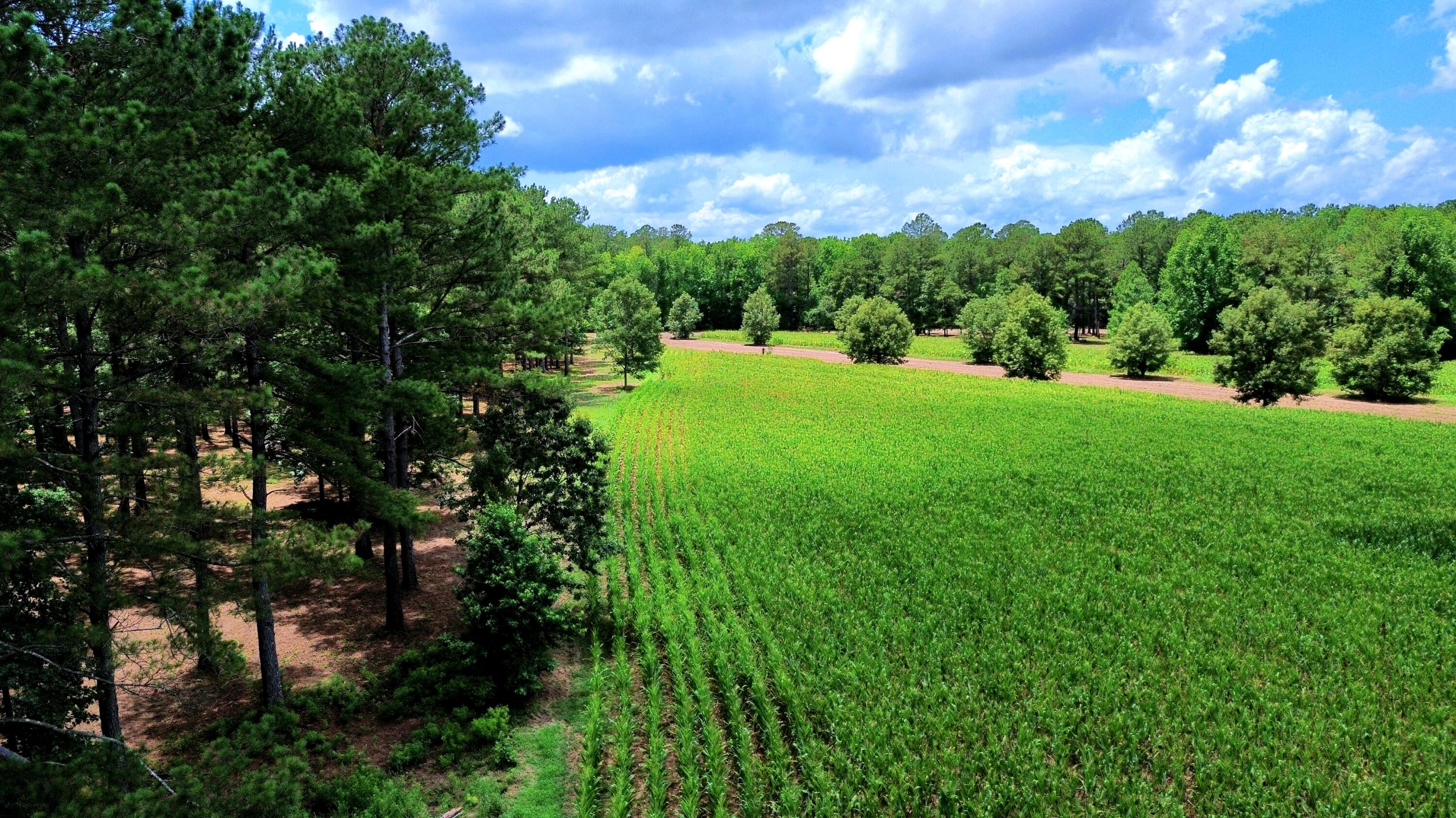1970 Cross Swamp Road Islandton, SC 29929 - Photo 138 of 150