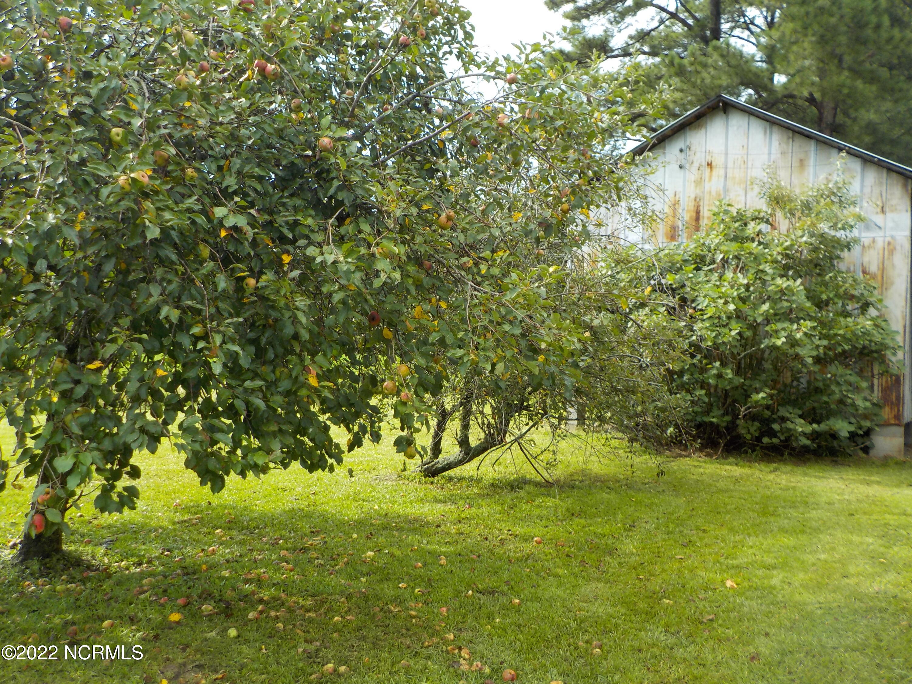 10856 Straight Gate Road Whitakers, NC 27891 - Photo 10 of 41 apple, peach, and fig trees