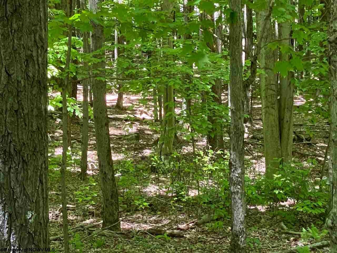 137 Ridge Davis Wv 26260 Davis, WV 26260 - Photo 2 of 12 Gallery Image 2