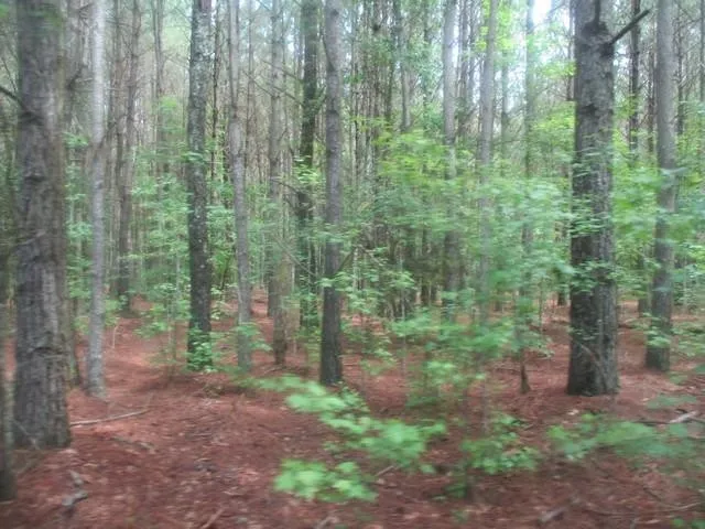 a view of a forest that has tall trees