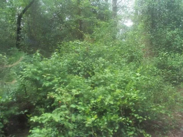a view of a lush green forest