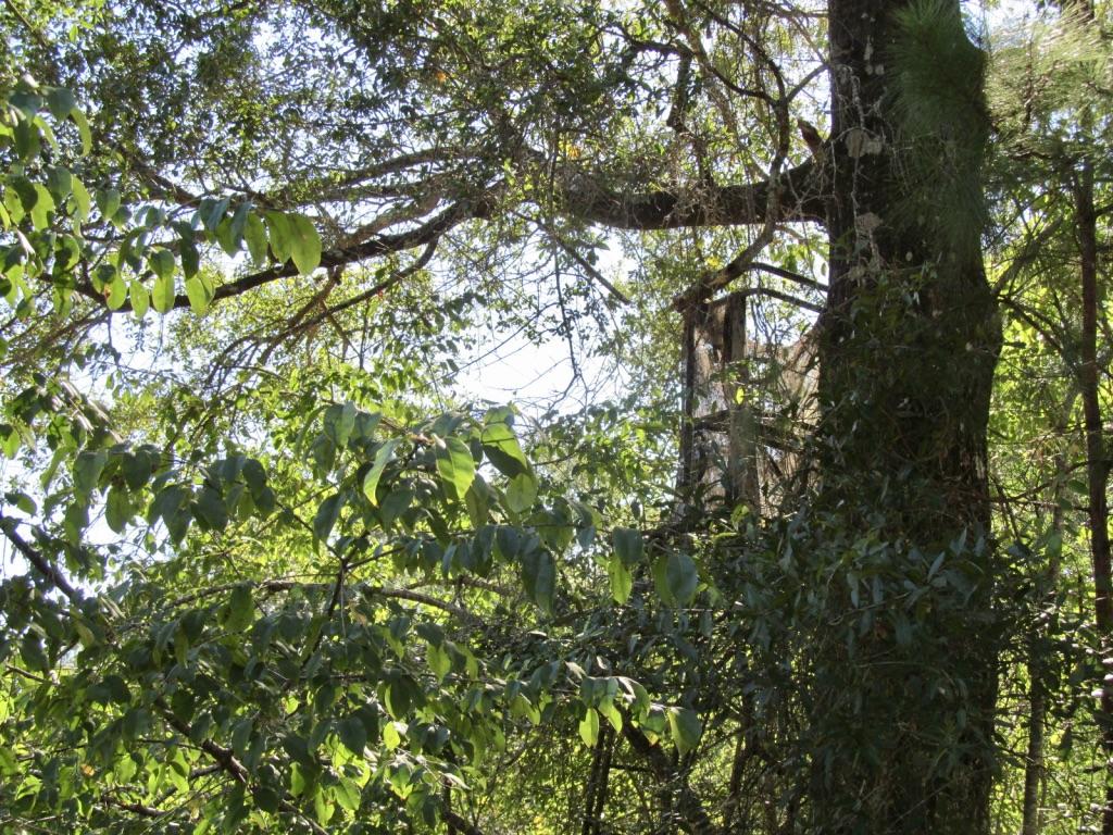 76-ac Cosson Road DeFuniak Springs, FL 32435 - Photo 6 of 20 2017-10-17 11.19.14