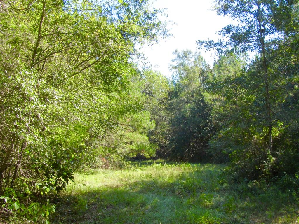 76-ac Cosson Road DeFuniak Springs, FL 32435 - Photo 7 of 20 2017-10-17 11.18.36