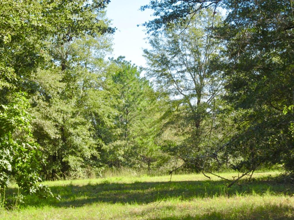 76-ac Cosson Road DeFuniak Springs, FL 32435 - Photo 8 of 20 2017-10-17 11.19.30