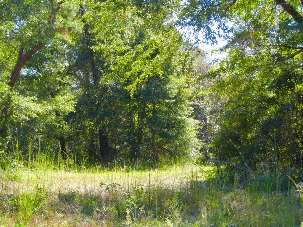 76-ac Cosson Road DeFuniak Springs, FL 32435 - Photo 10 of 20 2017-10-17 11.17.04