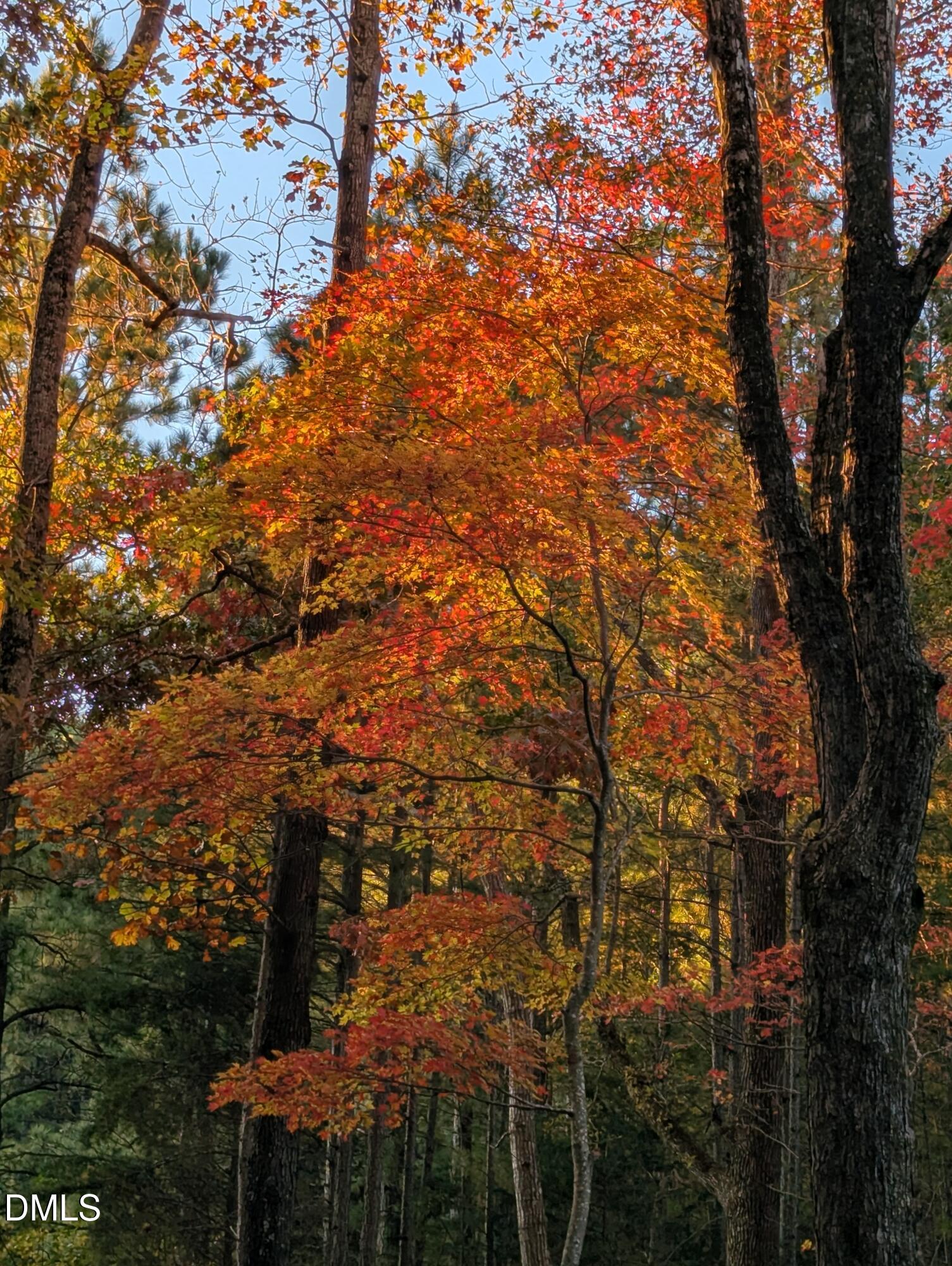 3225 Back Acres Road Efland, NC 27243 - Photo 48 of 57 a backyard of a house with a tree