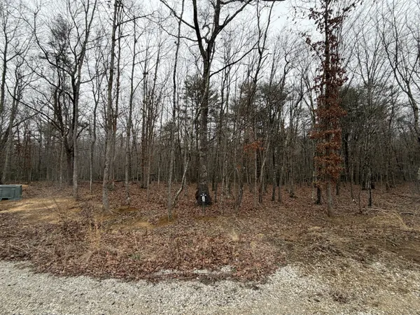 a view of a tree with a yard