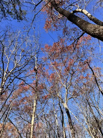 a picture of trees