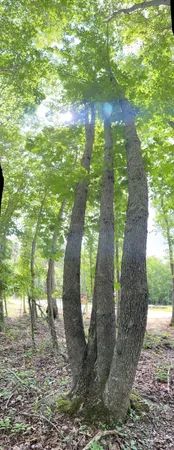 a view of backyard of a house